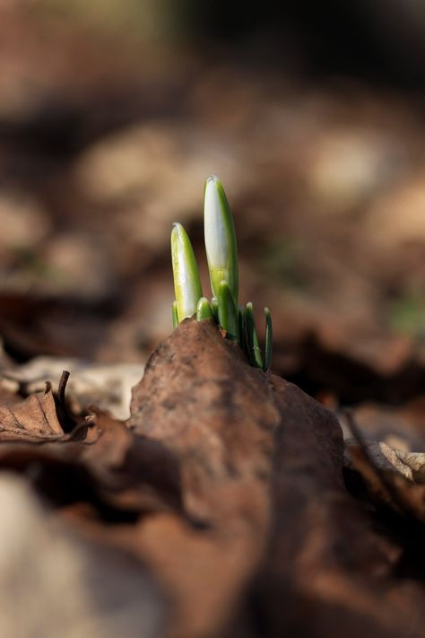 Spring Equinox Ritual, Paper Candle, Spring Images, Spring Pictures, Spring Equinox, Green Candle, Spring Is Here, Natural Home Remedies, Medicinal Plants