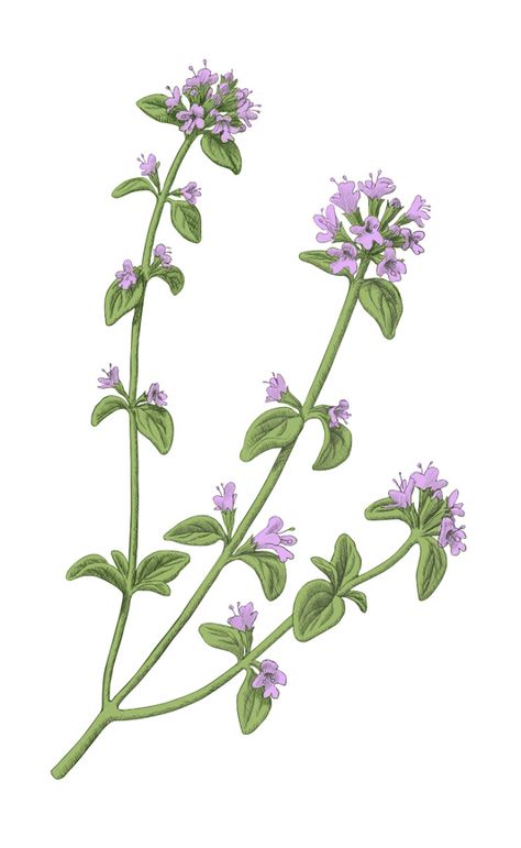 flowering thyme illustration Thyme Botanical Illustration, Thyme Flower Tattoo, Thyme Watercolor, Thyme Drawing, Thyme Illustration, Flowering Thyme, Thyme Sprig, Berry Illustration, Skull Tattoo Flowers