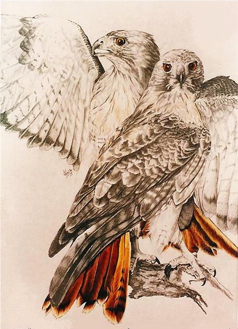 Redtail Hawk Drawing, Red Tail Hawk Tattoo Design, Red Tail Hawk Art, Red Tail Hawk Drawing, Red Tailed Hawk Art, Red Tailed Hawk Drawing, Red Tail Hawk Tattoo, Red Tailed Hawk Tattoo, Hawk Tattoo Feminine