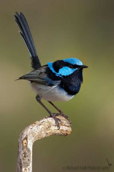 Australia Birds, Eyre Peninsula, Fairy Wrens, Birds Pet, Bird Pet, Blue Wren, Fairy Wren, Murray River, Kinds Of Birds