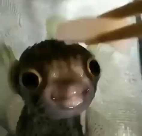 Help what type of fish is this its so stupid looking his eyes arent even facing the same way😭 Cat Jellyfish, Silly Fish, Ugly Animals, Ocean Fish, Fish Eye, Reaction Images, Dancing In The Rain, Funny Comedy, What Type