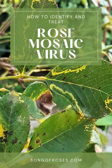 Rose Mosaic Virus – How To Identify & Treat Rose Diseases, Rose Plant, Planting Roses, Rose Bush, Garden Gates, A Rose, The Rose, Spreads, Disease