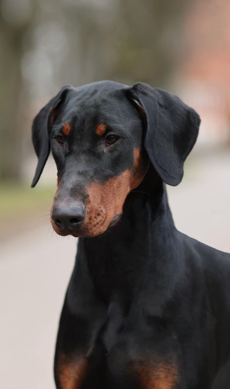 1 year old female Doberman Natural Doberman, Female Doberman, Doberman Photography, Doberman Love, Doberman Dogs, Group 2, Doberman Pinscher, Doberman, Cover Photos