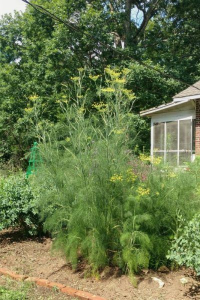 Better Know a Host Plant: Fennel – Backyard Butterflies Wild Foraging, Eco Garden, Waterwise Garden, Butterfly Plants, Garden Insects, Garden Weeds, Cottage Exterior, Veg Garden, Food Garden