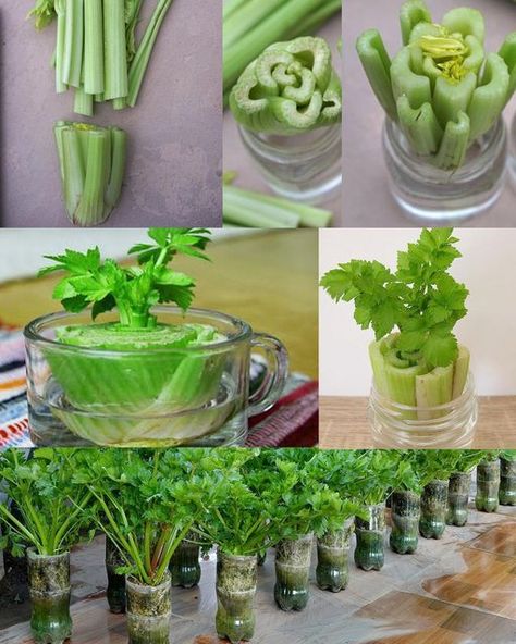 4 Secrets To Grow Your Own Celery... - Agricultural know-how How To Regrow Celery, Grow Celery, Regrow Celery, Growing Celery, Small Vegetable Gardens, نباتات منزلية, Household Plants, Bottle Garden, Growing Plants Indoors