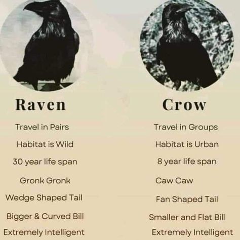 Raven Vs Crow, Crow Facts, Black Crows, Animal Spirit Guides, Black Birds, Animal Symbolism, Crows Ravens, A Silent Voice, Animal Facts