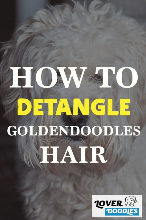 Diy Detangler Spray For Dogs, Detangler Spray Diy, Diy Detangler, Matted Dog Hair, Diy Hair Detangler, Small Cute Puppies, Doodle Cuts, Doodle Grooming, Dog Grooming Diy