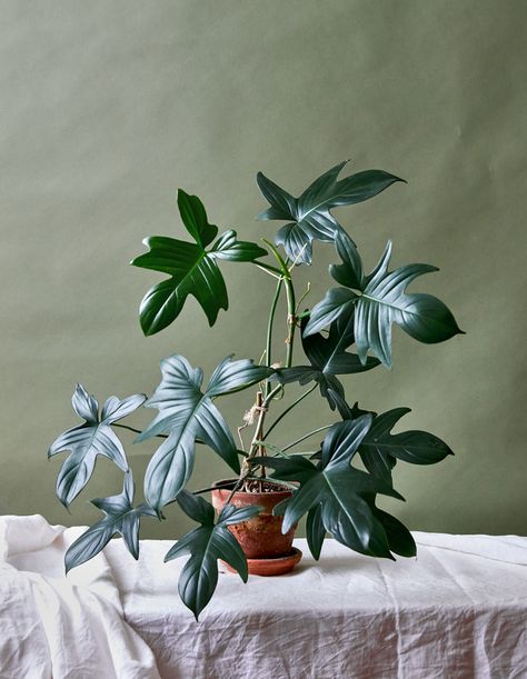 Houseplant Design, Cool Plants Indoor, Philodendron Florida, Plant Decor Ideas, Decorative Plants, Philodendron Billietiae, House Plant, Plants Indoor, Plant Goals