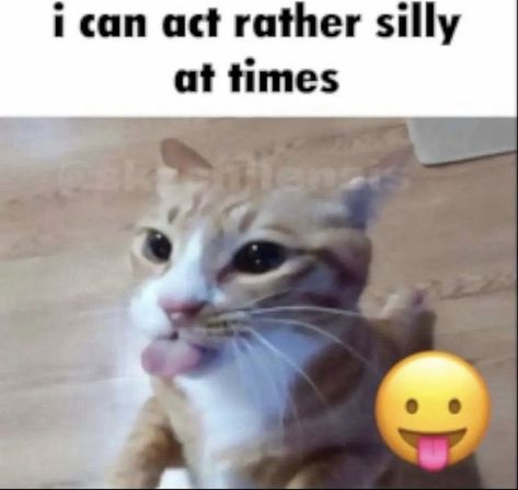 Cat Reaction, Goofy Cats, Silly Cars, Silly Kitties, Silly Cats Pictures, Cat Photos, Silly Images, Silly Animals, Silly Pictures