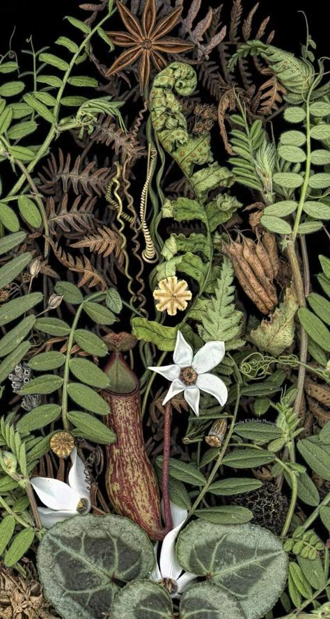 Botanical Phone Wallpaper, Dark Botanical Art, Plants Phone Wallpaper, Fantasy Botanical Illustration, Dark Botanical Wallpaper Phone, Goth Botanical, Forest Botanical Illustration, Poisonous Plants Botanical Illustration, Botanical Wallpaper