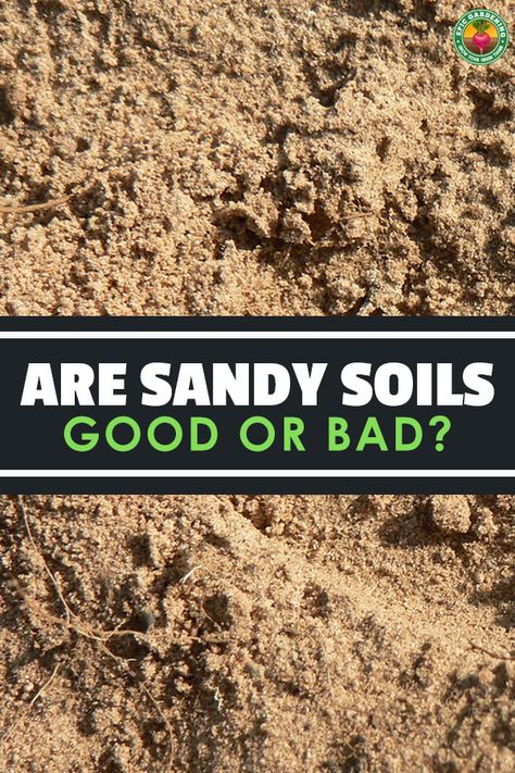 Sandy soil is one of the major types of soil and has specific benefits and disadvantages. We'll show you how to improve sandy soils! via @epicgardening Sandy Backyard Solutions, Sandy Soil Gardening, Sandy Soil Landscaping, Sandy Loam Soil, Planting In Sandy Soil, Grass Alternative, Kitchen Gardening, Drainage Ditch, Regenerative Farming