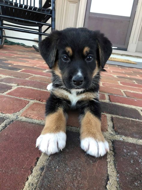 BERNESE MOUNTAIN DOG / GERMAN SHEPERD MIX PUPPIES Mix Breed Puppies, Dog Mix Breeds, Burmese Mountain Dog Puppy, Cute Dog Mixes, Mix Breed Dogs, German Shepherd Mix Puppies, Bernese Mountain Dog Mix, Shepherd Mix Puppies, Burmese Mountain Dogs