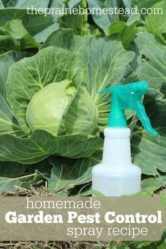 Homemade Garden Pest Control Spray Recipe: The Prairie Homestead, Prairie Homestead, Organic Insecticide, Homemade Garden, Organic Gardening Pest Control, Tattoo Plant, Natural Pesticides, Organic Pesticide, Organic Pest Control