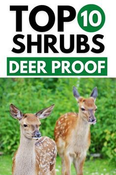 Shrubs That Deer Will Not Eat, Plants That Deer Will Not Eat, Flowers Deer Will Not Eat, Deer Resistant Garden Plans, Deer Repellant Plants, Deer Resistant Shade Plants, Deer Resistant Landscaping, Deer Deterent, Deer Fencing