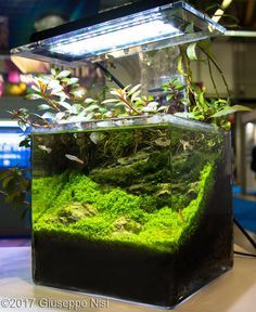 2017 AGA Aquascaping Contest - #493 Aquarium Interior Design, Aquarium Interior, Aquarium Rocks, Aquascape Design, Aquatic Garden, Indoor Water Garden, Fresh Water Fish Tank, Nano Aquarium, Aquarium Landscape