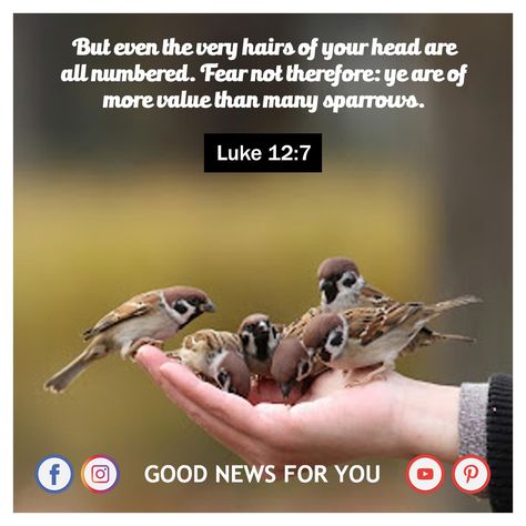 Luke 12 7, Luke 12, Luke 1, Sparrows, What's App Status, Your Head, Good News, Verses, Bible Verses