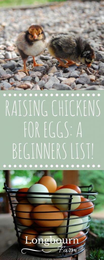 Raising Chickens For Eggs, Chickens For Eggs, Portable Chicken Coop, Raising Chicks, Chicken Coup, Backyard Chicken Farming, Best Chicken Coop, Coop Design, Raising Backyard Chickens