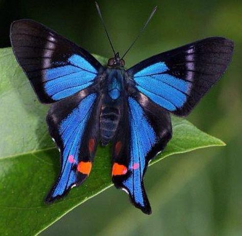 Blue Doctor butterfly, Rhetus periander, found in the rain forests of South America. Photo by Adrian Hoskins Rainforest Butterfly, Bluebird Nest, Butterfly Tapestry, 3 Butterflies, Most Beautiful Butterfly, Beautiful Butterfly Pictures, Rainforest Animals, Moth Caterpillar, Butterfly Species