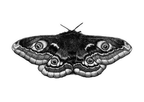 Dotwork Drawing, Moth Tattoo Design, 12 Tattoos, Moth Art, Moth Tattoo, Tattoo Portfolio, Tattoo Project, Design Tattoo, Cover Up Tattoos