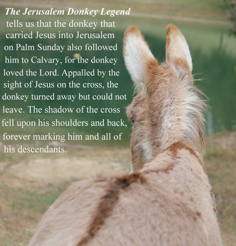 The Legend of the Jerusalem Donkey... My favorite donkey Just A Little Donkey Poem, Legend Of The Donkey's Cross, Donkey Cross On Back, Baby Donkey, Mini Donkey, Miniature Donkey, Christmas Image, Cute Donkey, Christmas Poems