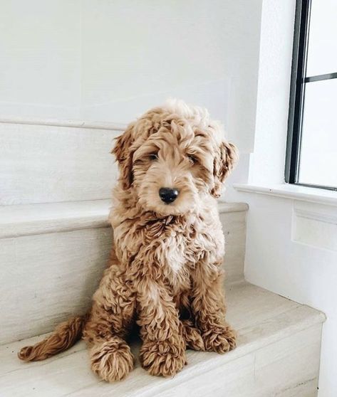 Golden Doodle Miniature, Night World, Good Night World, Cutest Puppy Ever, Puppy Cuddles, Golden Doodles, Goldendoodle Puppies, Labradoodle Puppy, Mini Goldendoodle