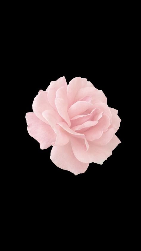 Pink Rose Black Background, Wall Paper Iphone, Paper Iphone, Flowers Black Background, Sunflowers And Roses, Most Beautiful Wallpaper, Black Phone Wallpaper, Whatsapp Wallpaper, Wallpaper Iphone Quotes