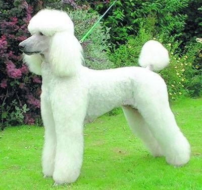 Know the"Lamb Cut" Dog Hairstyles, Lamb Cuts, Poodle Haircut, Poodle Cuts, Puppy Cut, Poodle Grooming, Dog White, Bulldog Breeds, Standard Poodles