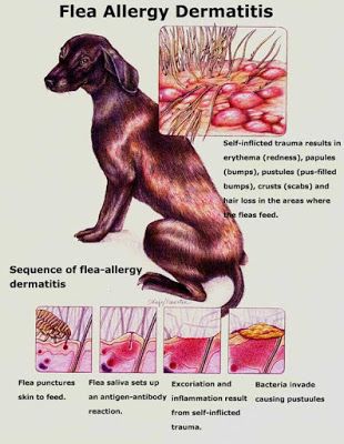 Protecting Dogs from Fleas and Ticks | Australian Dog Lover Veterinary Tech, Vet Tech Student, Vet Technician, Veterinary Assistant, Vet Medicine, Dog Anatomy, Vet Assistant, Fu Dog, Dog Health Tips