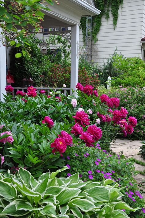 Spring Cleanup: To Rake or Not to Rake–that is my Question Peony Flower Garden, Flowers And Greenery, Flower Garden Design, Peonies Garden, Garden Care, Gorgeous Gardens, Garden Cottage, Shade Garden, Garden Paths