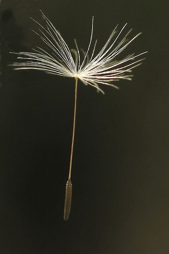 Dandelion seed... all I need is just one wish. Petit Tattoo, Dandelion Tattoo, Dandelion Seeds, A Dandelion, Dandelion Wish, Dandelion Seed, Flickr Photos, Seed Pods, Botanical Illustration