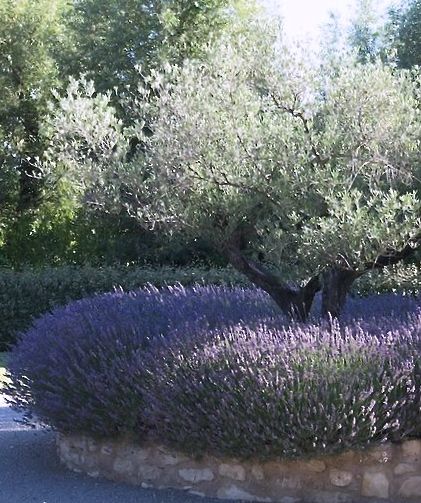 Olive Tree In Raised Bed, Olive Tree On Patio, Olive Tree With Lavender, Olive Tree In Planter Outdoor, Olive Trees In Garden, Olive Tree Landscape Front Yards, Olive Tree Landscaping, Olive Tree Landscape, Olive Tree Garden