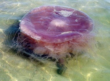 A large, pink, non-native jellyfish lies in shallow water at Dauphin Island on November 1, 2000. The jellyfish -- nicknamed a "pink meanie" -- has been identified as a new species. Giant Jellyfish, Jellyfish Facts, Pink Alien, Sea Jellies, Bat Species, Pink Jellyfish, Cnidaria, Dauphin Island, Tree Hugger