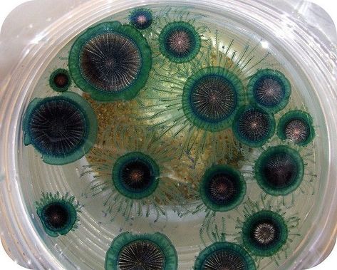 Mold Photography, Microscopic Photography, Petri Dishes, Growth And Decay, Biology Art, Microscopic Images, Petri Dish, Bio Art, Green Things