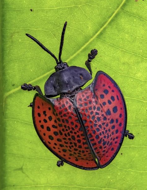 Tortoise beetle (Eugenysa  columbiana).  Photo credit:  @piotr_naskrecki Tortoise Beetle, Beetles, Love Painting, Art Class, Spiders, Art Classes, Photo Credit, Tortoise, Bugs