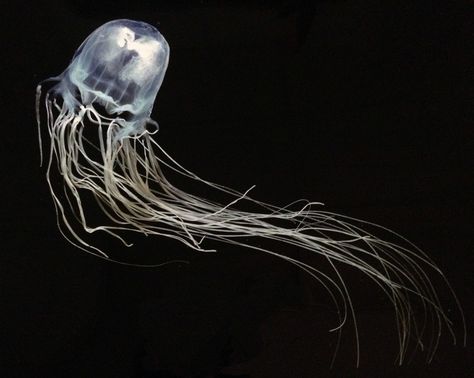 Sea wasp Irukandji Jellyfish, Types Of Jellyfish, Box Jellyfish, Poisonous Animals, Venomous Animals, Jellyfish Sting, Deadly Creatures, Cnidaria, Jellyfish Tattoo