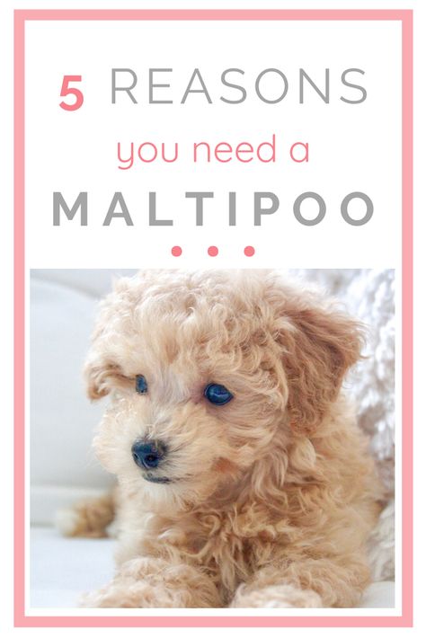 apricot maltipoo puppy Maltipoo Dog, Teddy Bear Puppies, Maltipoo Puppies, Cutest Puppy Ever, Cute Puppy Breeds, Teddy Bear Dog, Easiest Dogs To Train, Maltipoo Puppy, Support Dog