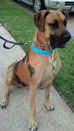 Scooby doo #Great #D  Scooby doo #Great #Dane Best Dog Halloween Costumes, Cat Halloween Costume, Pet Halloween Costumes, Dog Halloween Costumes, Great Danes, Pippa Middleton, Halloween Animals, Dog Costumes, Dog Costume