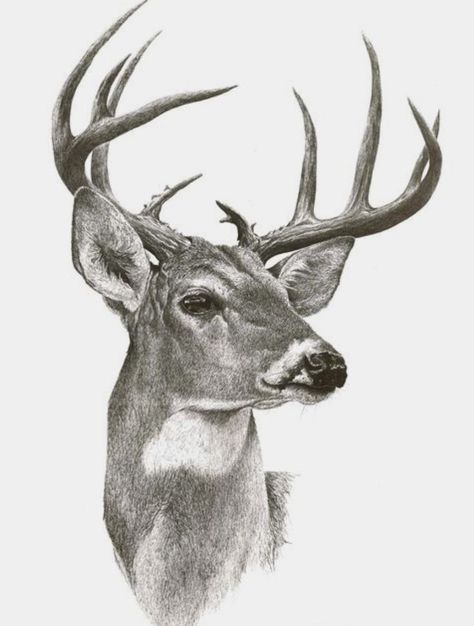 Deer Drawing Realistic, Deer Head Sketch, Fawn Drawing Sketches, How To Draw A Deer Head, Deer Sketch Simple, Sketches Of Deer, Deer Face Drawing, Deer Drawing Sketches, Deer Sketches