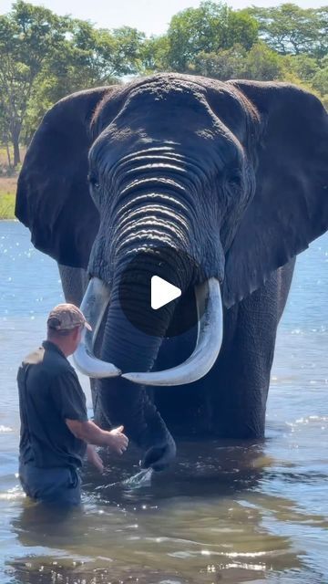 Wild Life Animals, Powerful Animals, Planet Video, Wild Bull, Bull Elephant, Biggest Elephant, Science Learning, Amazing Animal Pictures, Amazing Funny Facts