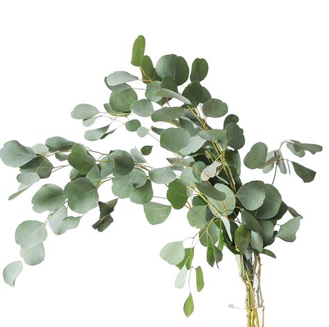 Eucalyptus Bundle, Bride Cartoon, Shower Eucalyptus, Outdoor Garland, Rose Geranium Essential Oil, Fresh Eucalyptus, Ivy Plants, Rose And Rosie, Green To Blue