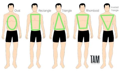 Men's Body Shapes Trapezoid Body Shape Men Clothing, Male Body Types, Body Shape, Men Body Types, Body Shape Chart, Proportions Fashion, Mens Body Types, Male Body Shapes, Dress For Body Shape