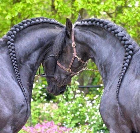 Black Friesian Horse Love Braided Mane Halter Stallion Gelding Mare Claires Stuff, Friesian Dressage, Horse Braids, Horse Mane Braids, Horse Braiding, Horse Mane, 2 Hearts, Black Horses, Horse Grooming