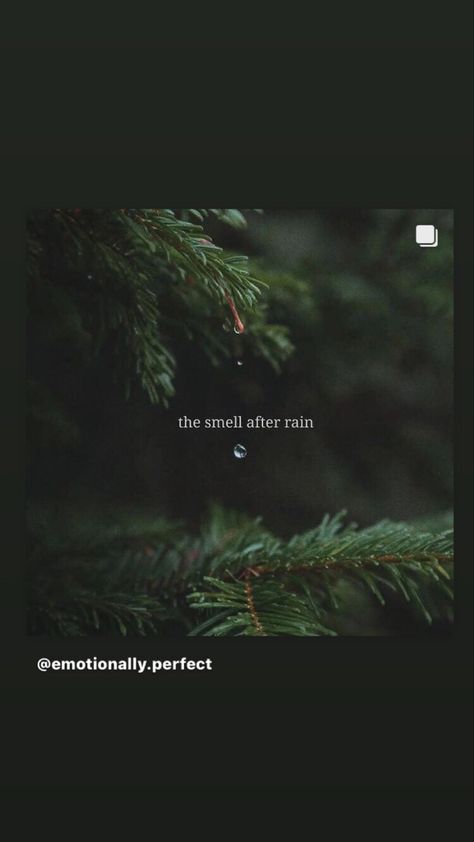 Rain And Coffee Quotes, After Rain Quotes, Rain Quotes Rainy Days, Raindrops Quotes, The Smell After Rain, Smell Quotes, Forest Quotes, Best Buddha Quotes, First Rain