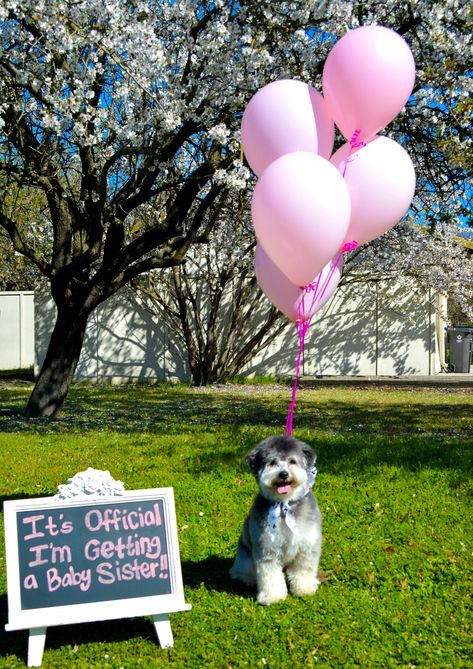 Gender reveal with dog. It’s a girl Gender Reveal Photoshoot With Dog, Dog Balloon Gender Reveal, Simple Gender Reveal Ideas With Dogs, Gender Reveal Ideas With Dog, Farm Gender Reveal Ideas, Gender Reveal With Dog, Dog Gender Reveal, Dog Gender, Baby Gender Announcements