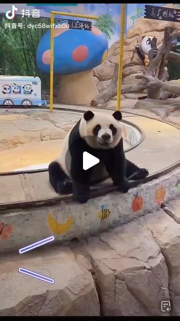 Funny Pandas Videos, Panda Videos, Zoo Pictures, Cute Pandas, Me When She, Panda Gif, Baby Panda Bears, Baby Niece