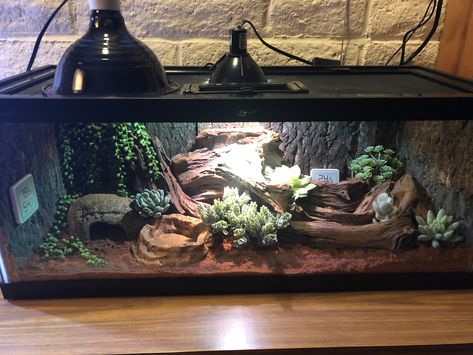 Snakes Enclosure, Snake Aquarium Ideas, Reptile Tank Ideas, Ball Python Terrarium, Bioactive Terrarium Leopard Gecko, Sand Boa Enclosure, Hognose Snake Enclosure, Bioactive Ball Python Enclosure Ideas, Leopard Gecko Bioactive Tank