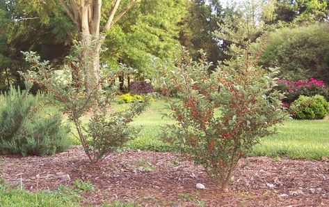 Landscaping Around Septic Tank, Leech Field Landscaping, Landscaping Septic Area, Landscaping Around Septic, Raised Septic Tank Landscaping, Septic Tank Landscaping, Mound Landscaping, Septic Mound Landscaping, Septic Tank Covers