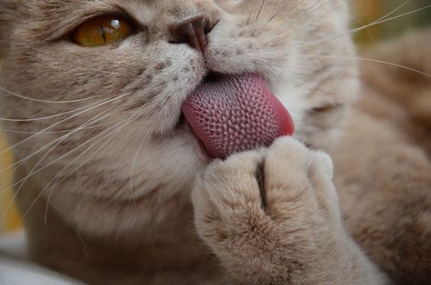 Cats Closeup Paws Animals Cat Sticking Tongue Out, Vampire Cat, Cat Profile, Gorgeous Cats, Silly Cats Pictures, Cat Icon, Cat Behavior, Cat Facts, Cat Care