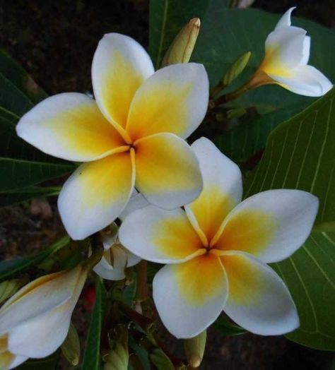 Hawaiin Flowers, Plumeria Art, Flores Plumeria, Garden Mural, Hawaiian Art, Plumeria Flowers, Floral Photography, Different Plants, Beautiful Flowers Pictures