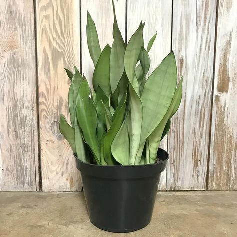 How To Care For The Rare Moonshine Snake Plant - Garden Lively Best Plants For Bathroom, Plants For Bathroom, Sansevieria Plant, Bathroom Smells, Best Plants, Bathroom Plants, Plant Species, Snake Plant, Cool Plants